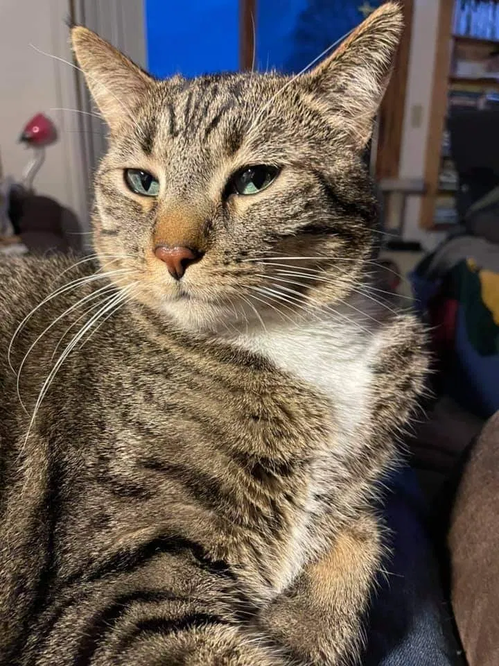 Lost cat in Champlin, MN, 55316