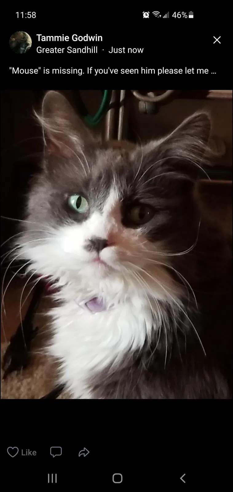 Lost cat in Detroit, MI, 48219