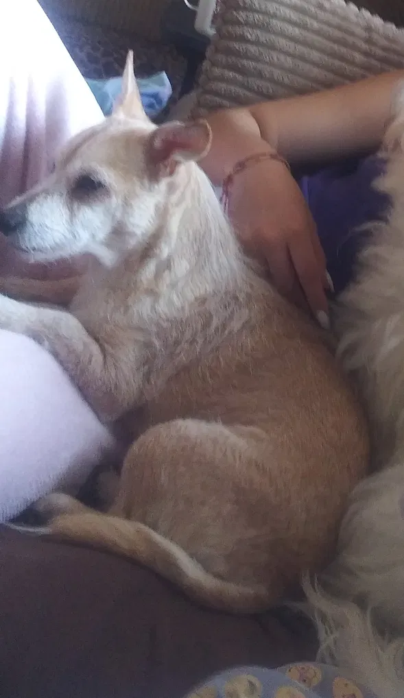 Lost dog in Chicago Heights, IL, 60411