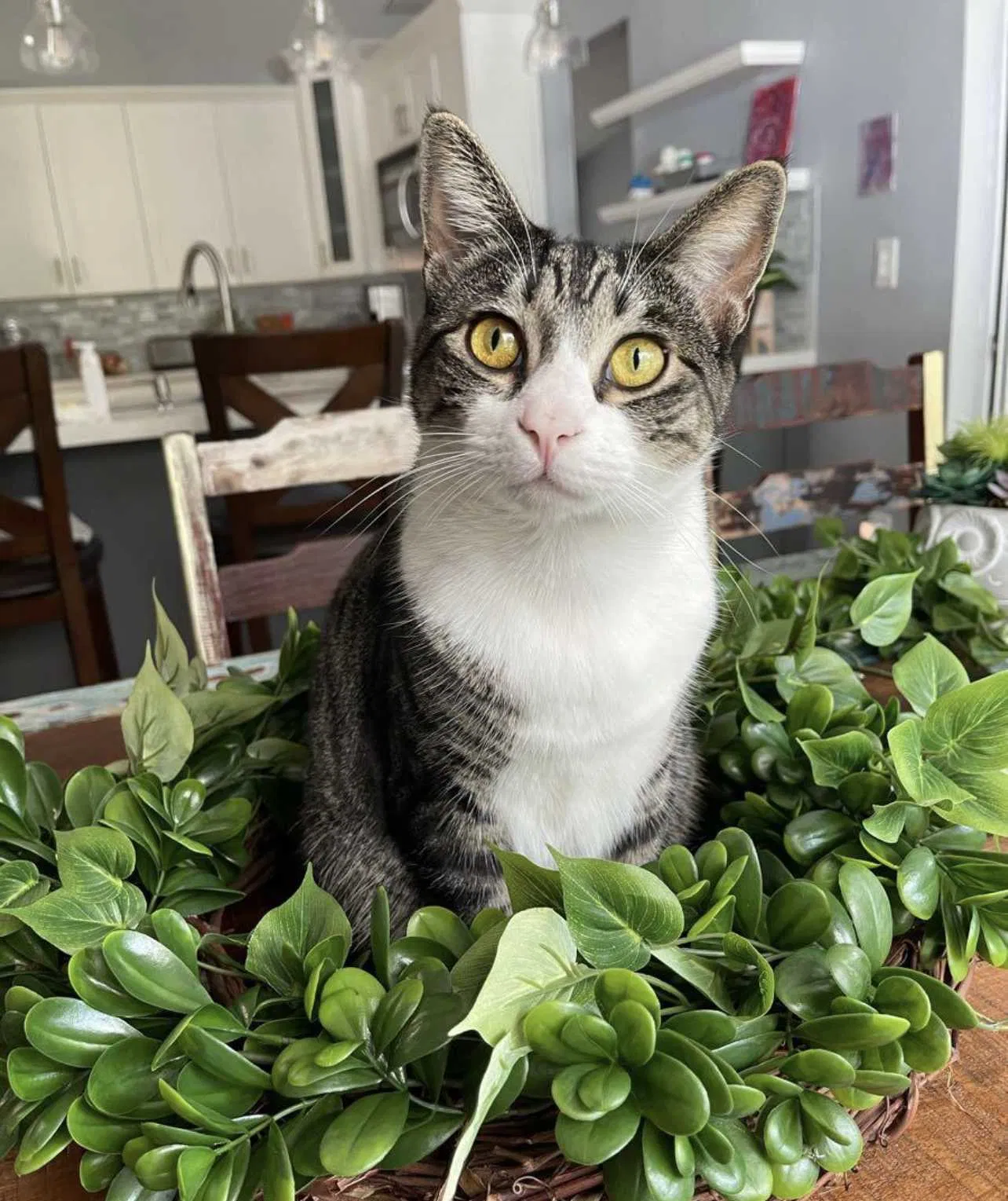 Lost cat in Palm Bay, FL, 32907