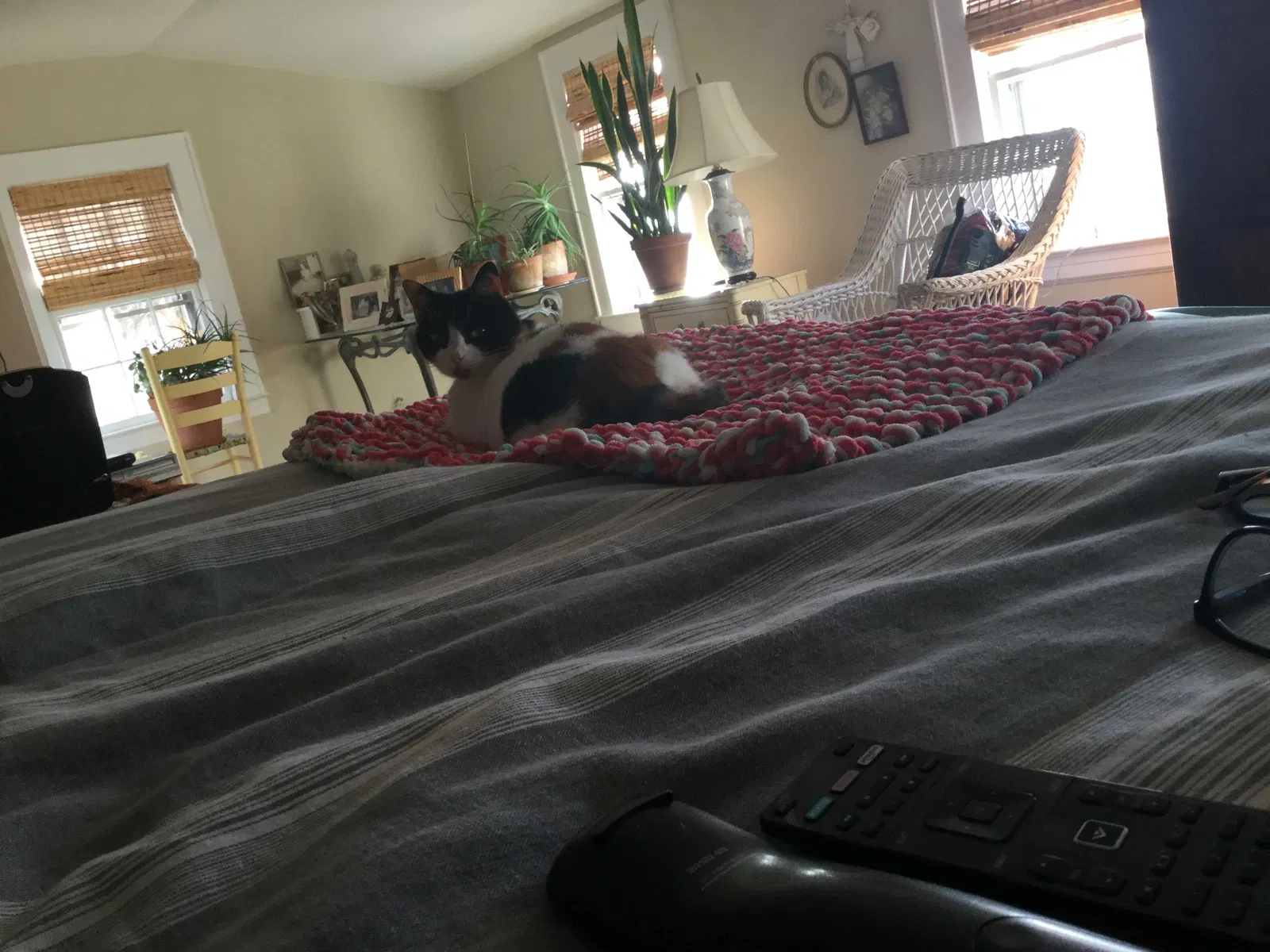 Lost cat in High Point, NC, 27262