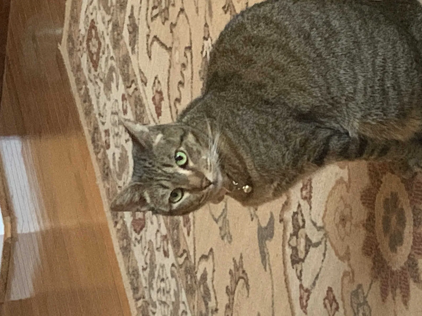 Lost cat in Chesapeake, VA, 23322
