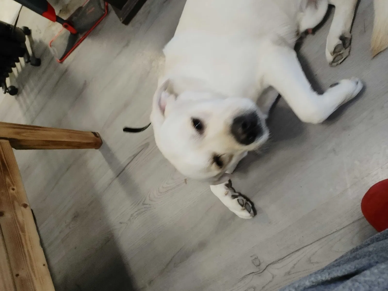 Lost dog in Conroe, TX, 77385