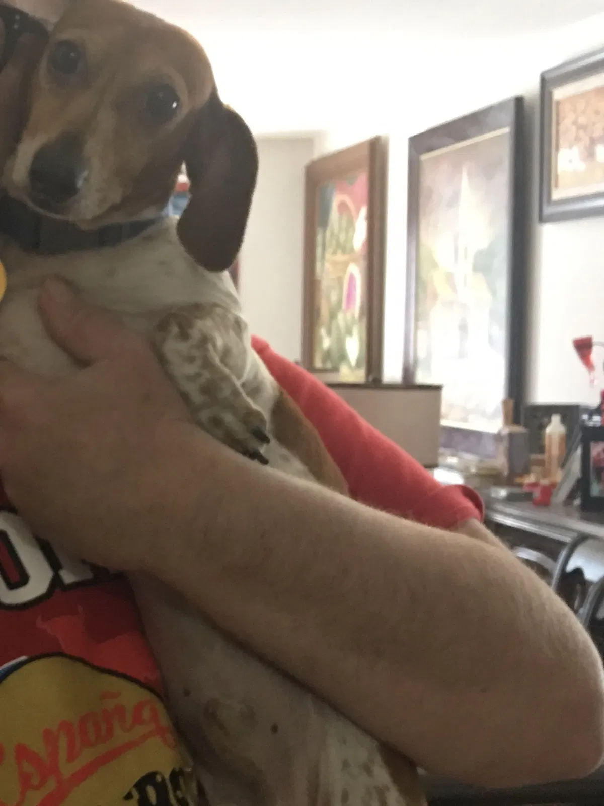 Lost dog in North Bergen, NJ, 7047