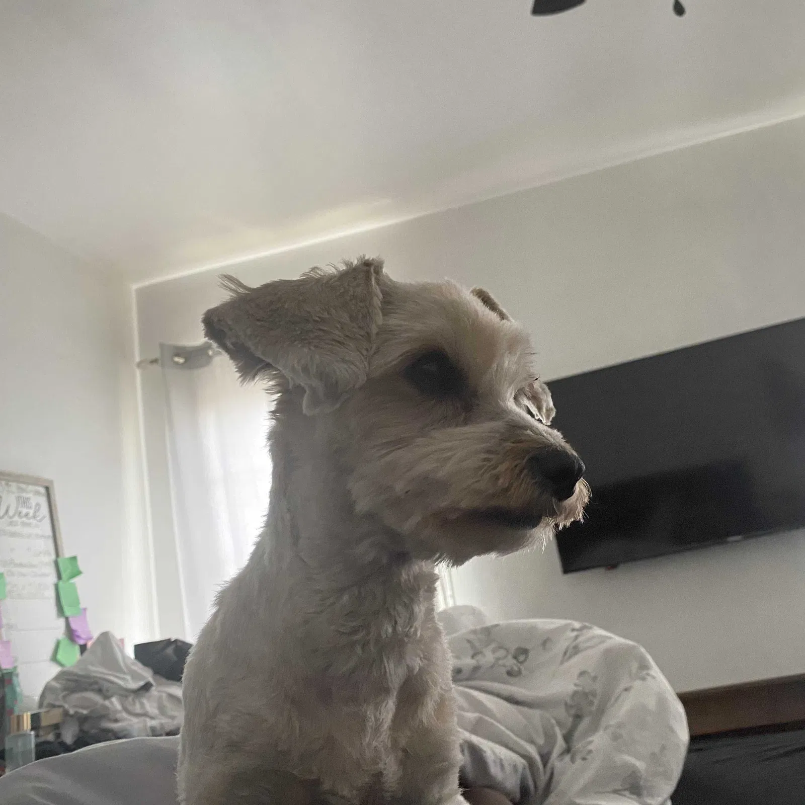 Lost dog in Inglewood, CA, 90305