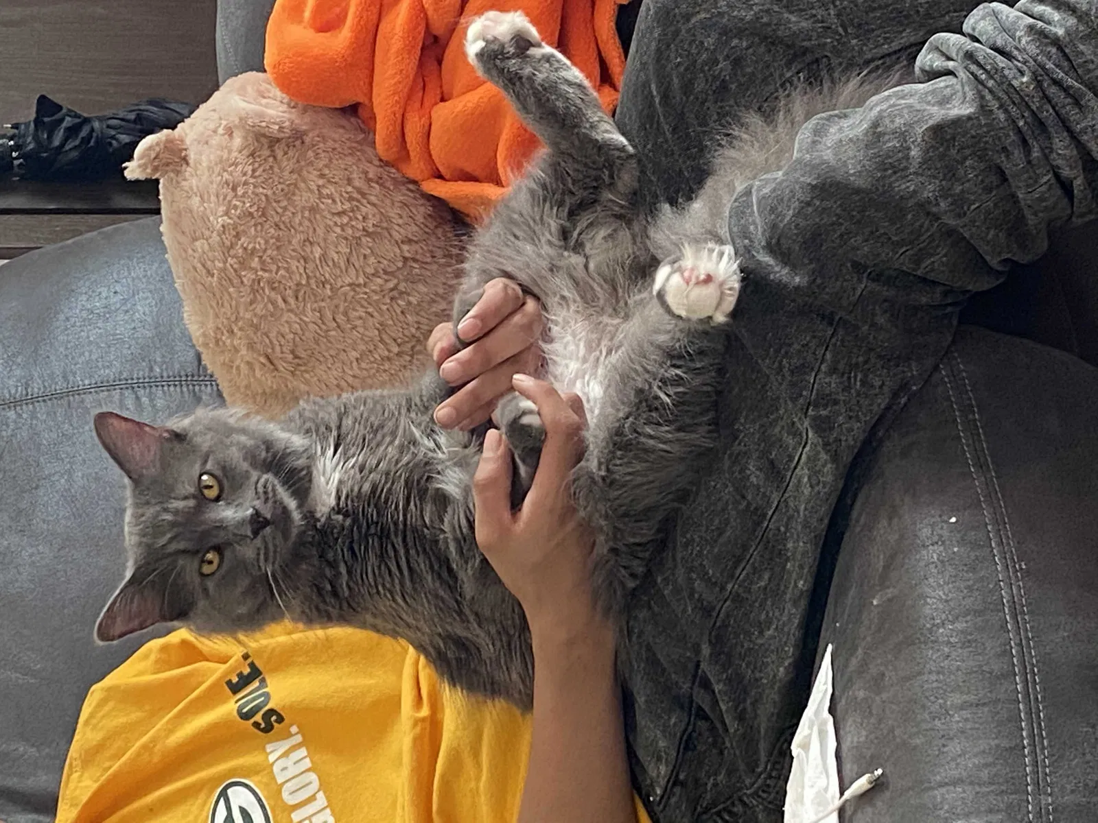 Lost cat in Green Bay, WI, 54302
