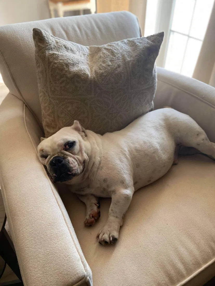 Lost dog in Mesquite, TX, 75150