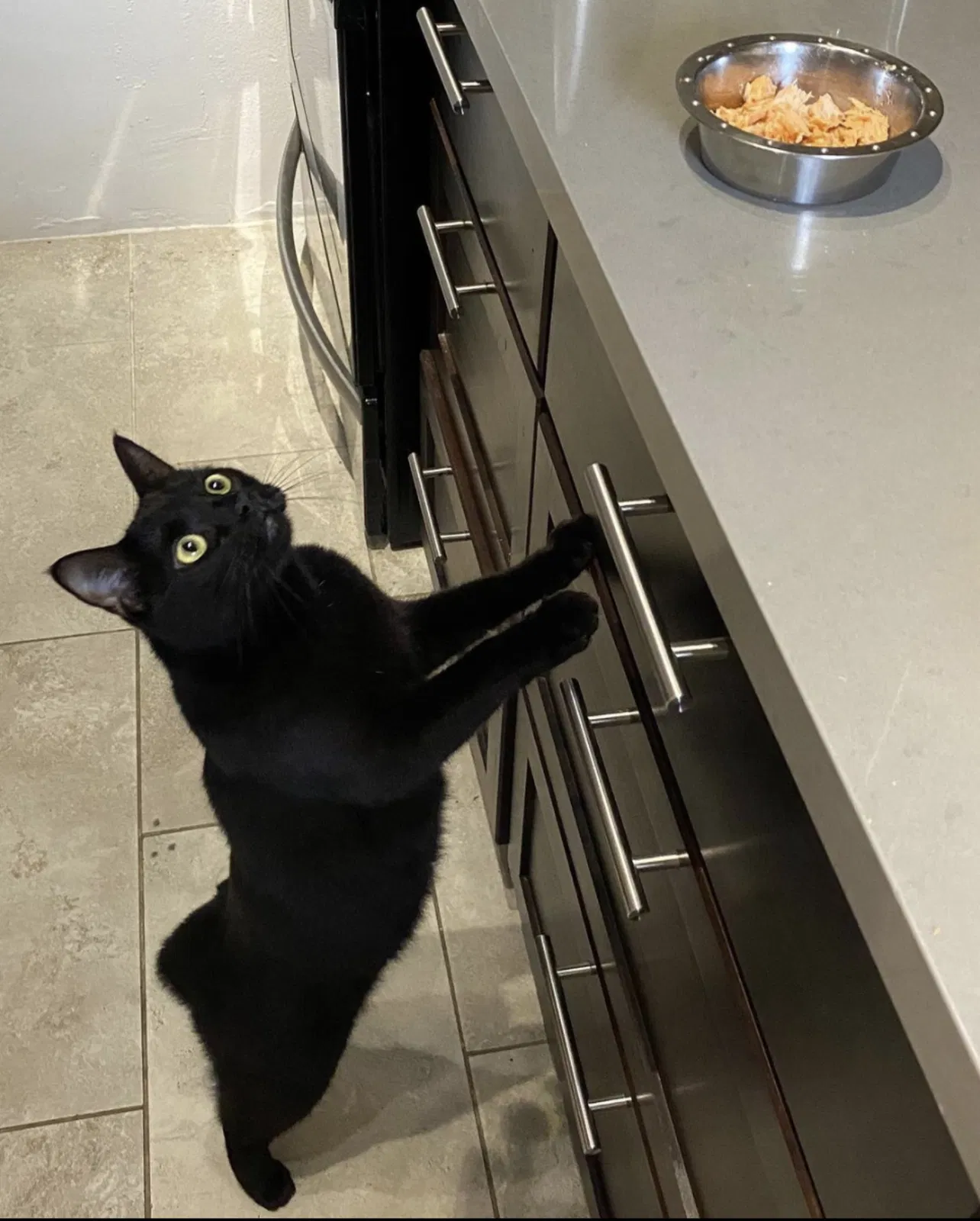 Lost cat in Pflugerville, TX, 78660