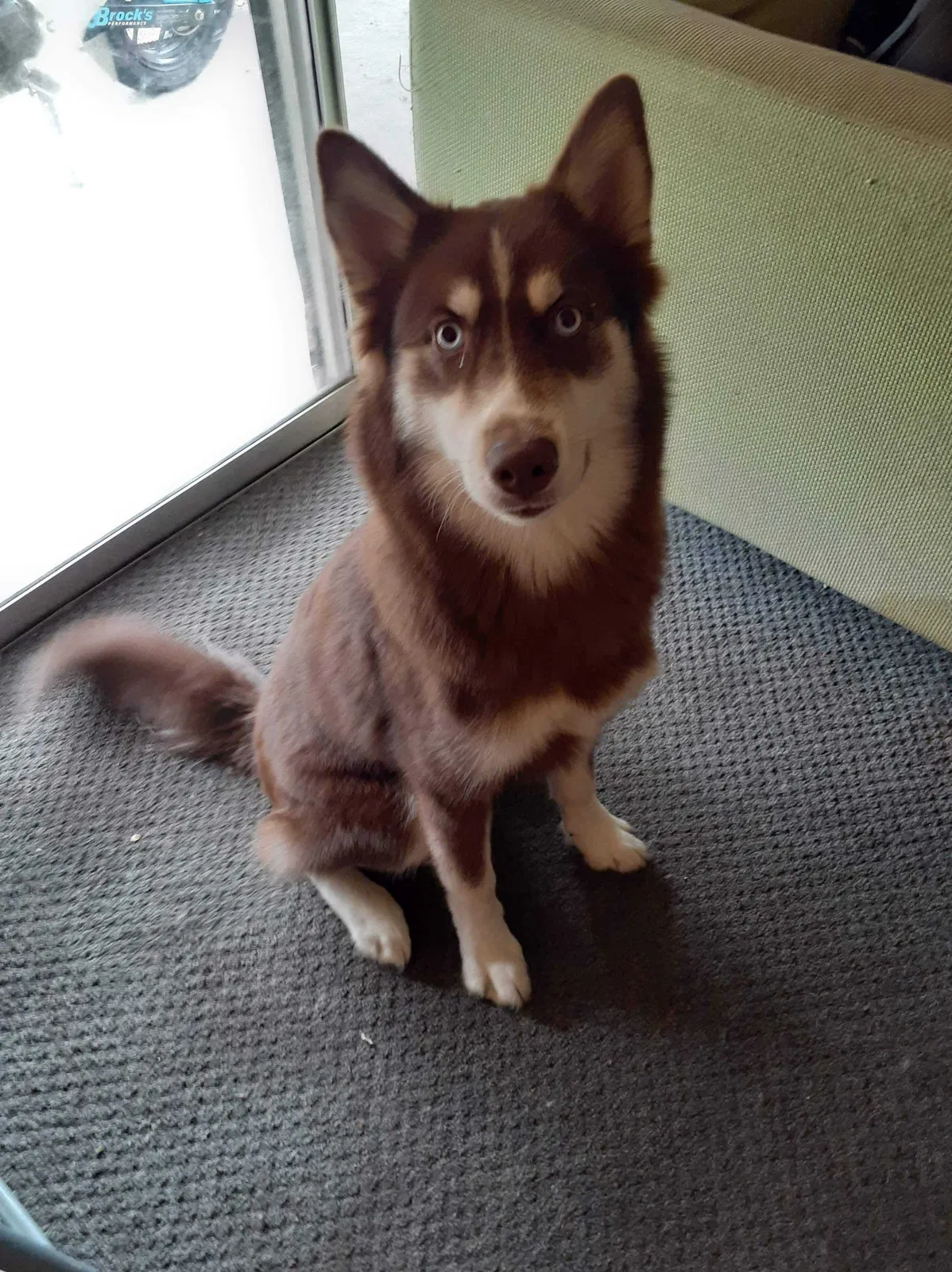 Lost dog in Lake Wales, FL, 33853