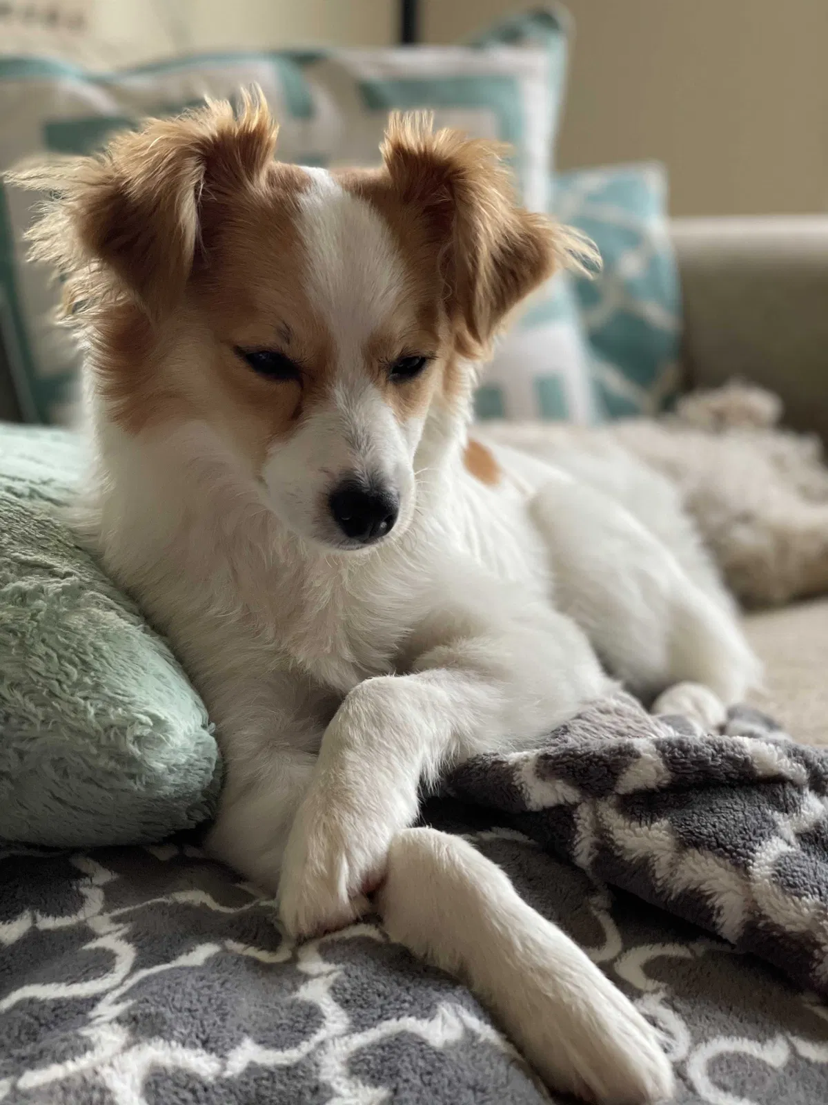 Lost dog in Springfield, VA, 22153