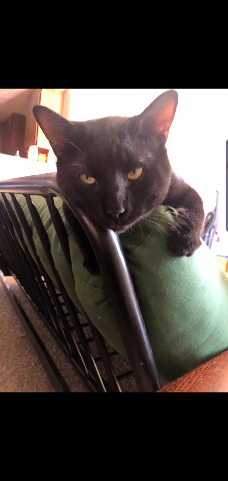 Lost cat in Lexington, SC, 29073