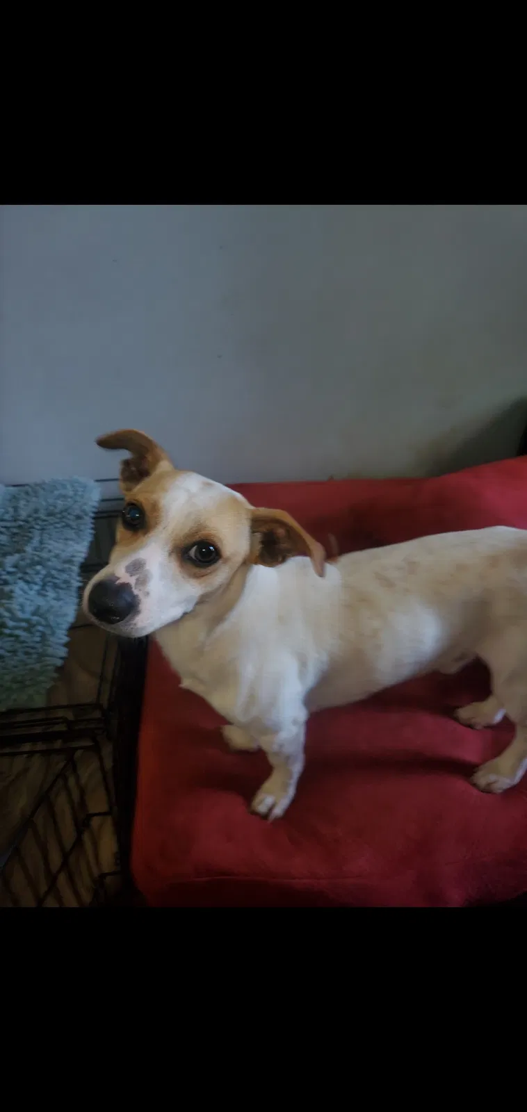 Lost dog in Statesville, NC, 28677