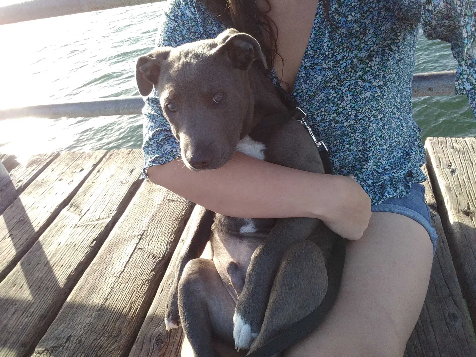 Lost dog in San Diego, CA, 92109