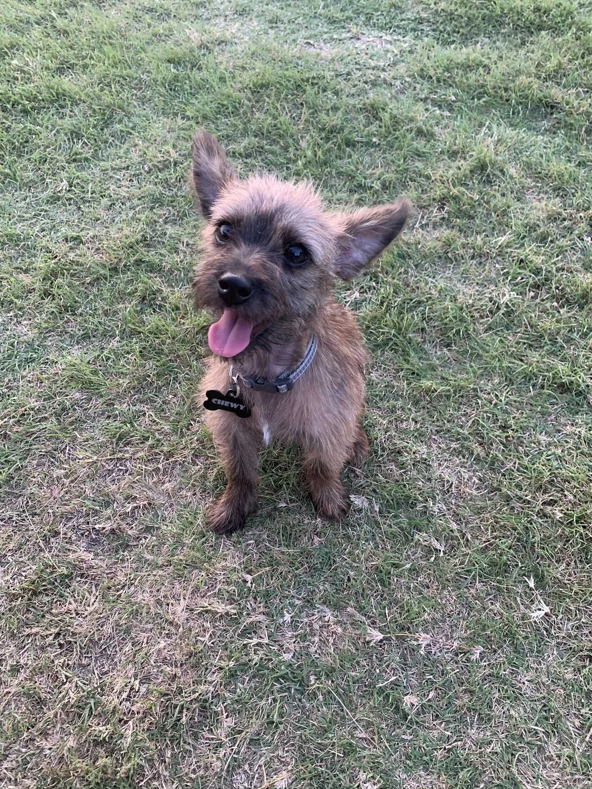 Lost dog in Dallas, TX, 75238