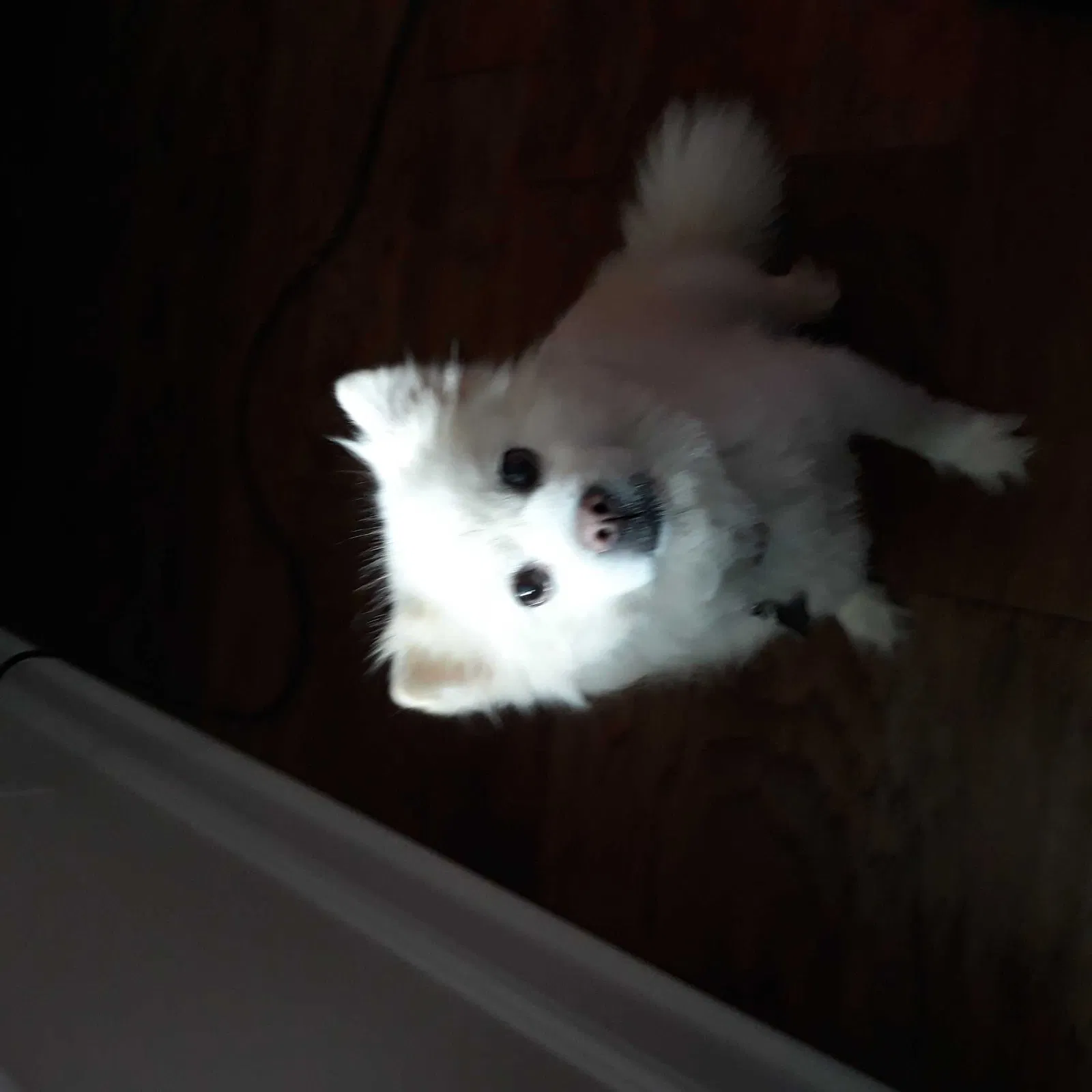 Lost dog in Clarksville, TN, 37042
