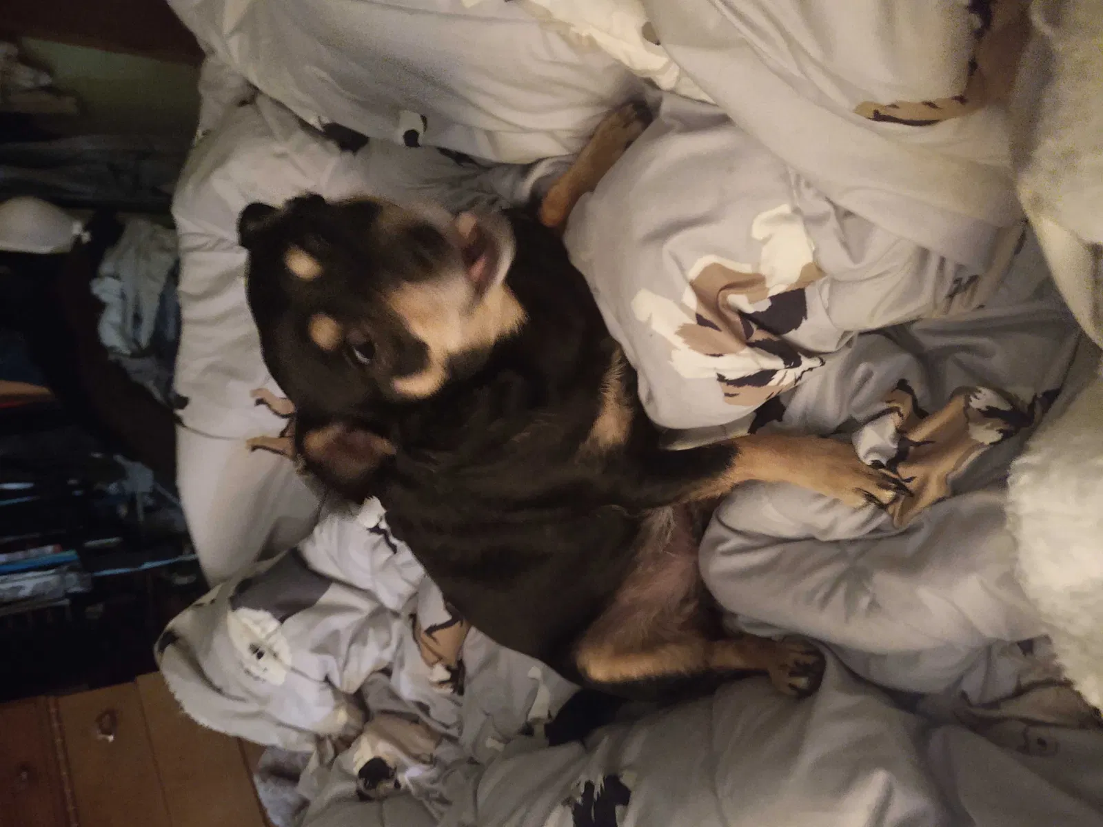 Lost dog in Milwaukee, WI, 53225