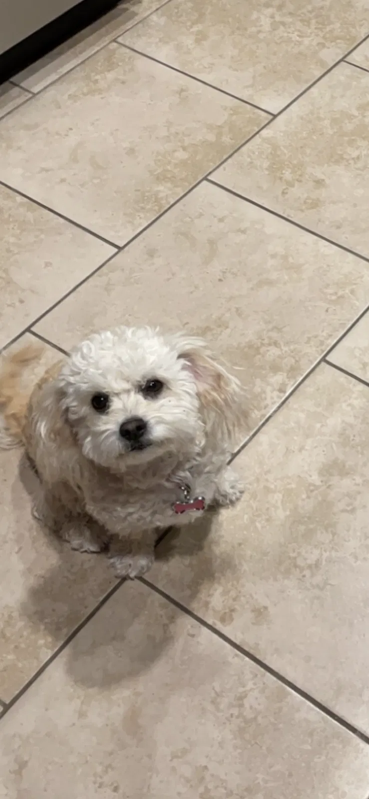 Lost dog in El Paso, TX, 79912