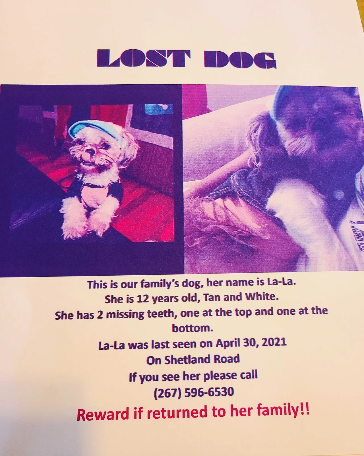 Lost dog in Darby, PA, 19023