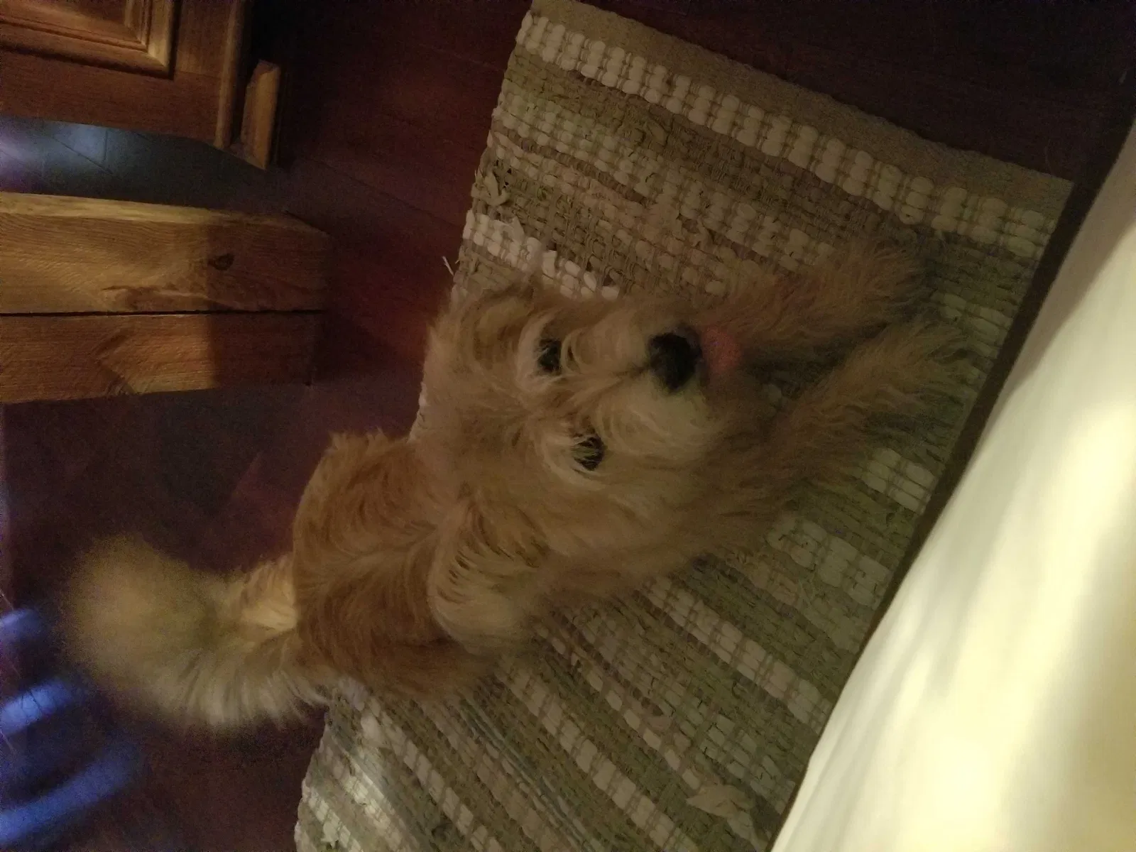 Lost dog in Rison, AR, 71665