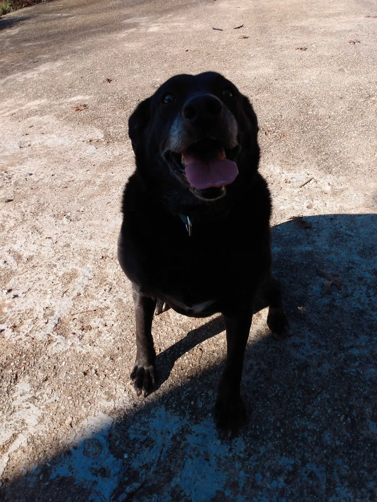 Lost dog in Roswell, GA, 30076