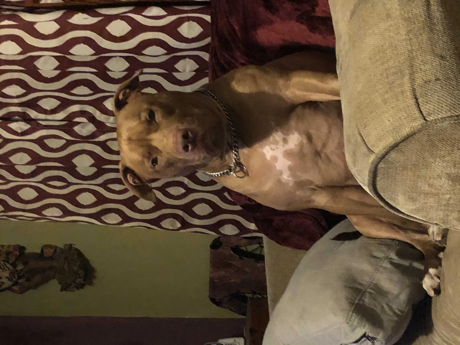Lost dog in Lake Village, IN, 46349