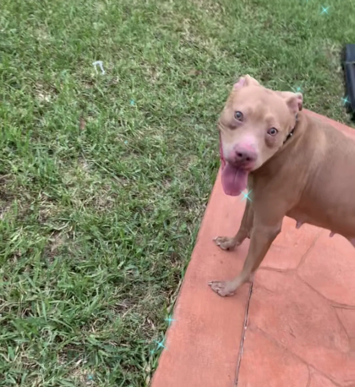 Lost dog in Homestead, FL, 33032