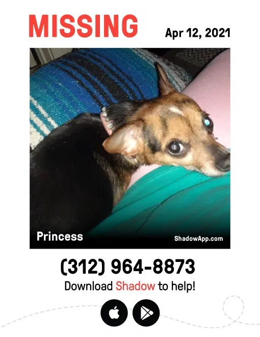 Lost dog in Chicago Heights, IL, 60411