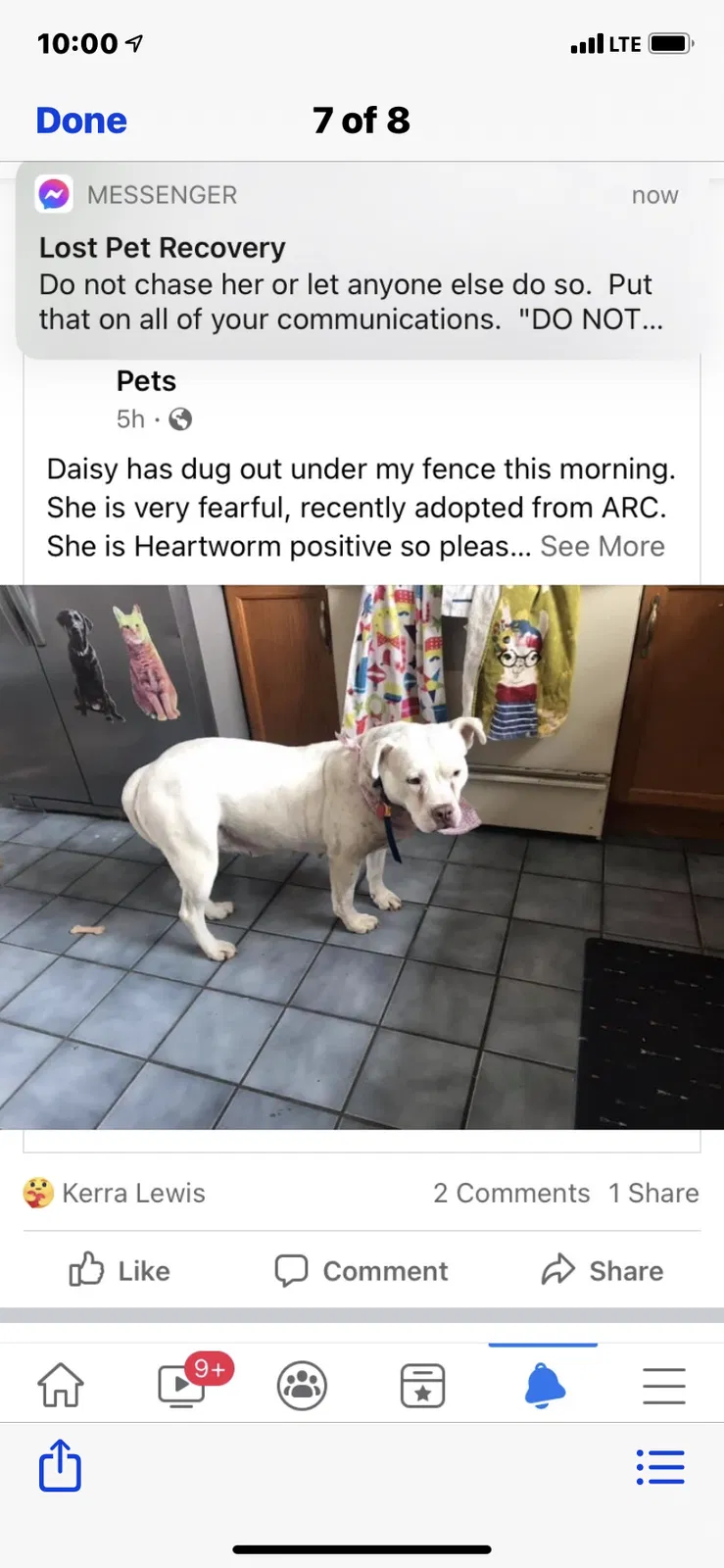 Lost dog in Dayton, OH, 45424