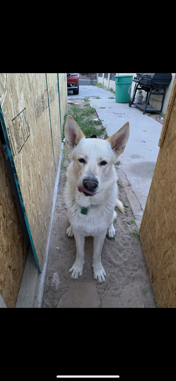 Lost dog in Las Vegas, NV, 89107