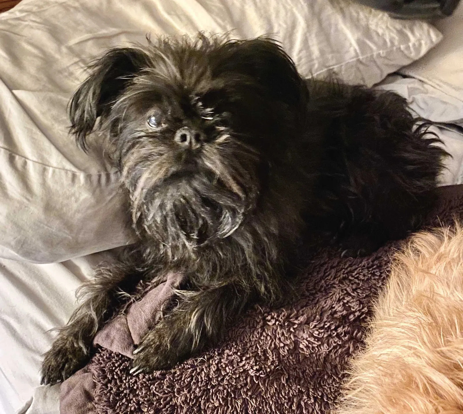 Lost dog in Las Vegas, NV, 89119