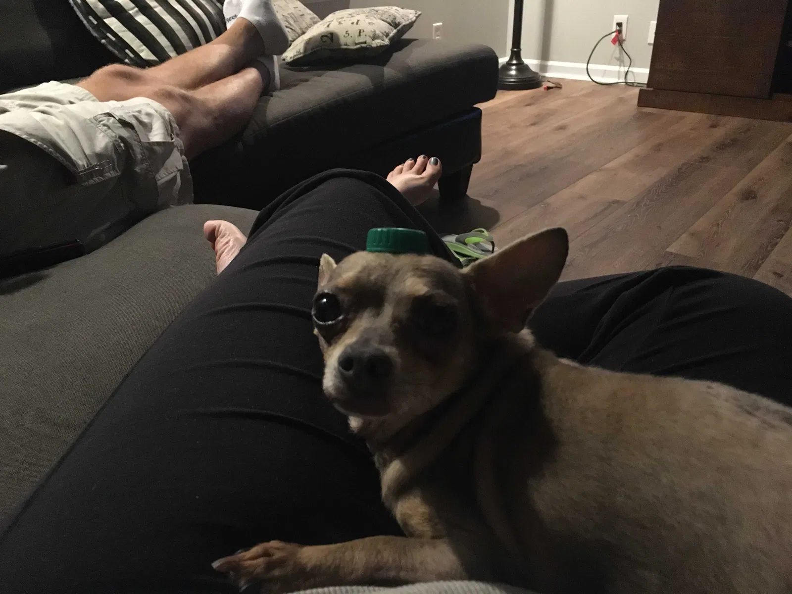 Lost dog in Rocky Face, GA, 30740