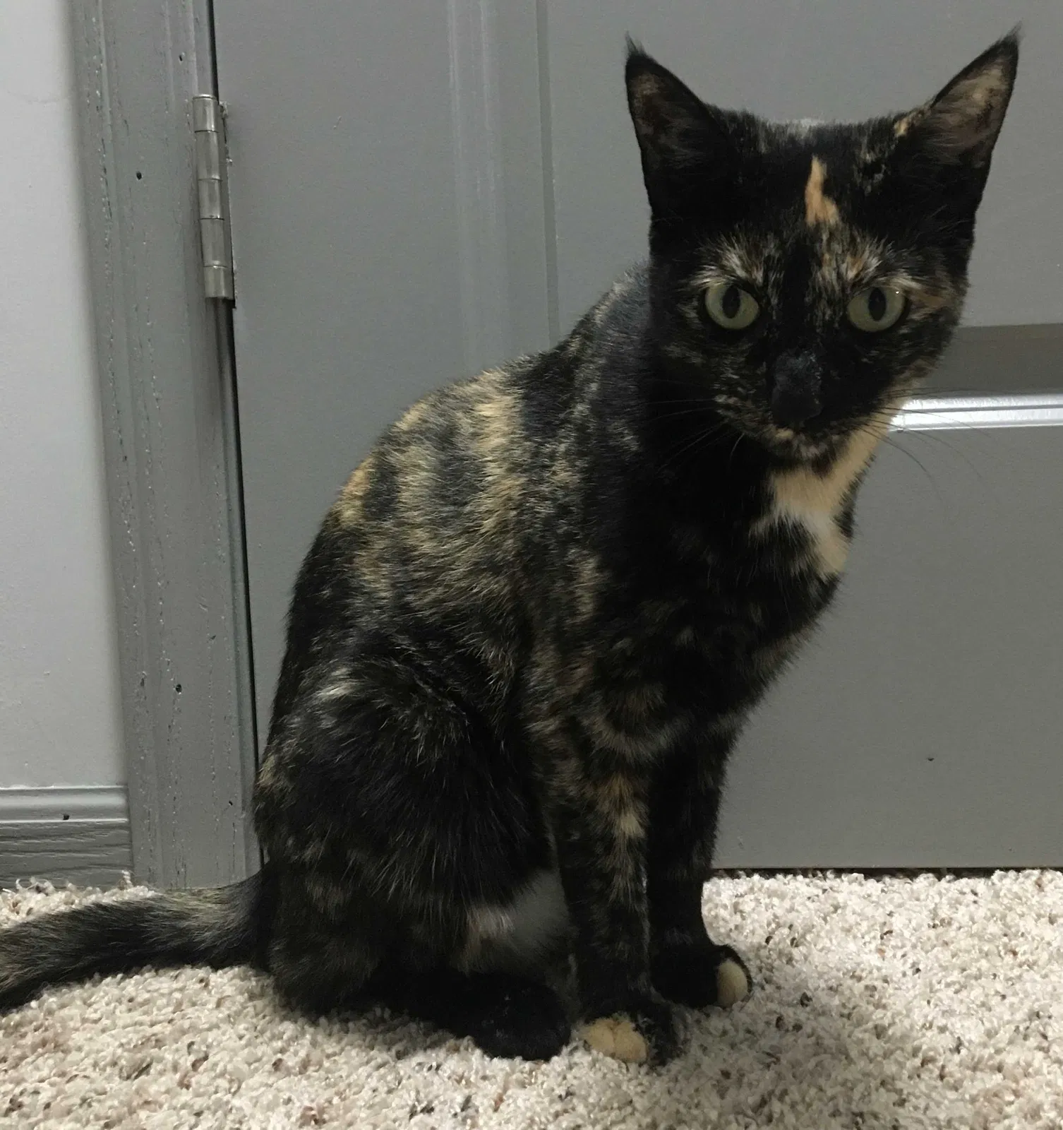 Lost cat in Grove City, OH, 43123