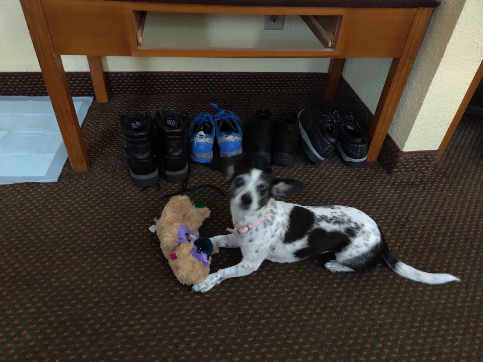 Lost dog in Ooltewah, TN, 37363