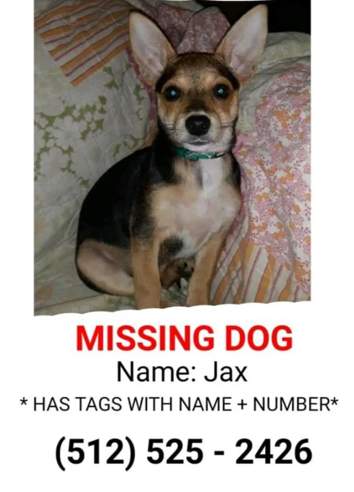 Lost dog in Copperas Cove, TX, 76522