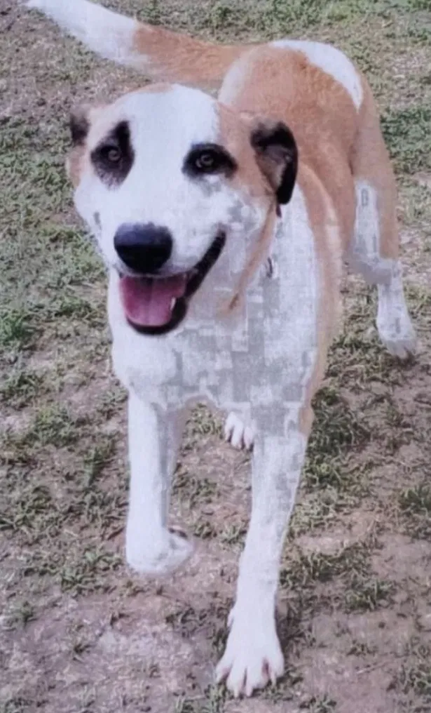 Lost dog in Murfreesboro, TN, 37129