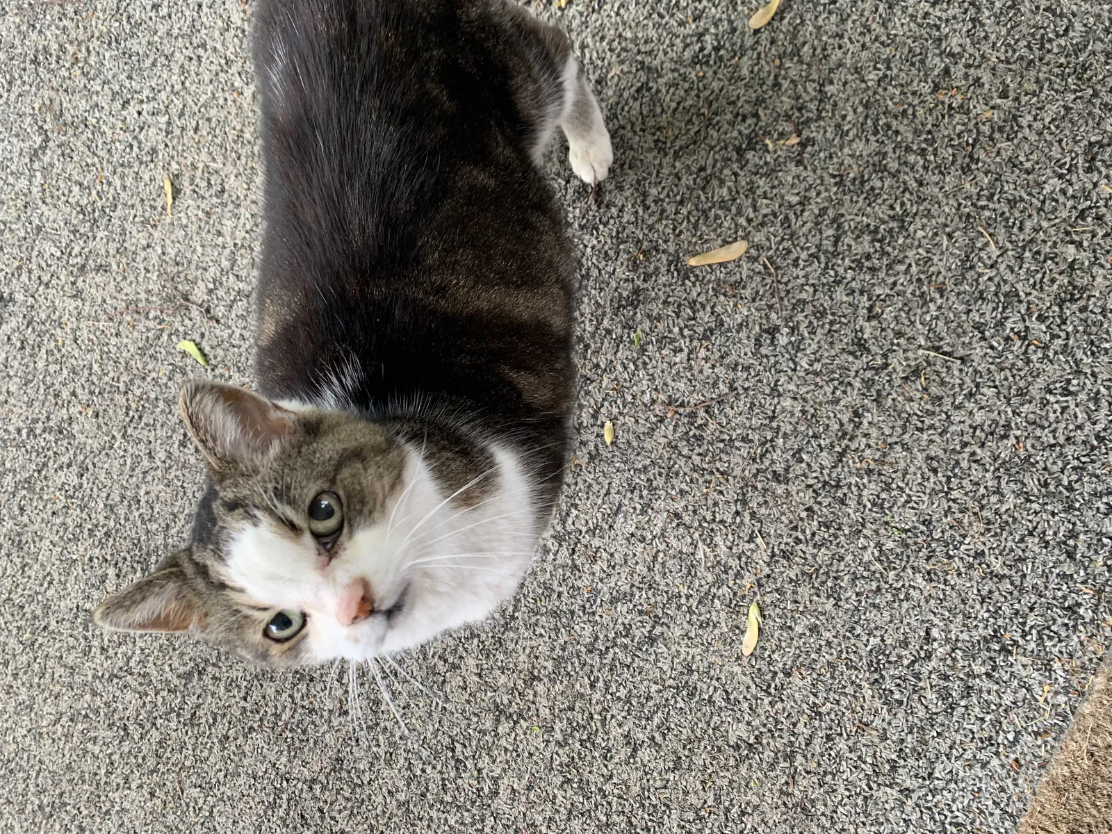 Found cat in Dayton, OH, 45420