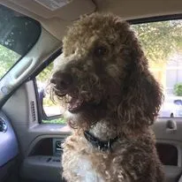 Lost dog in Estero, FL, 33928