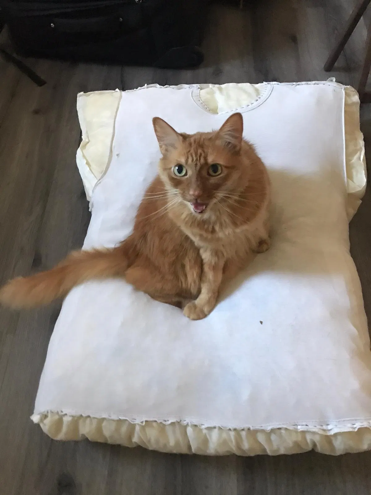 Lost cat in San Ramon, CA, 94582