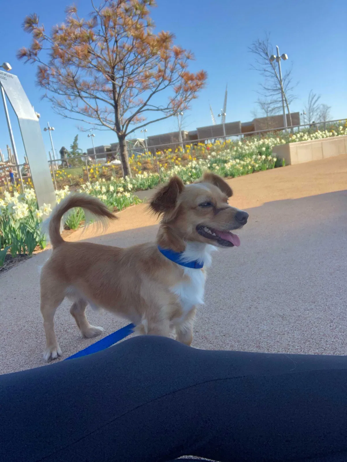 Lost dog in Tulsa, OK, 74128