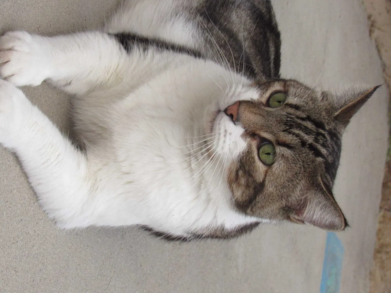 Lost cat in Modesto, CA, 95356