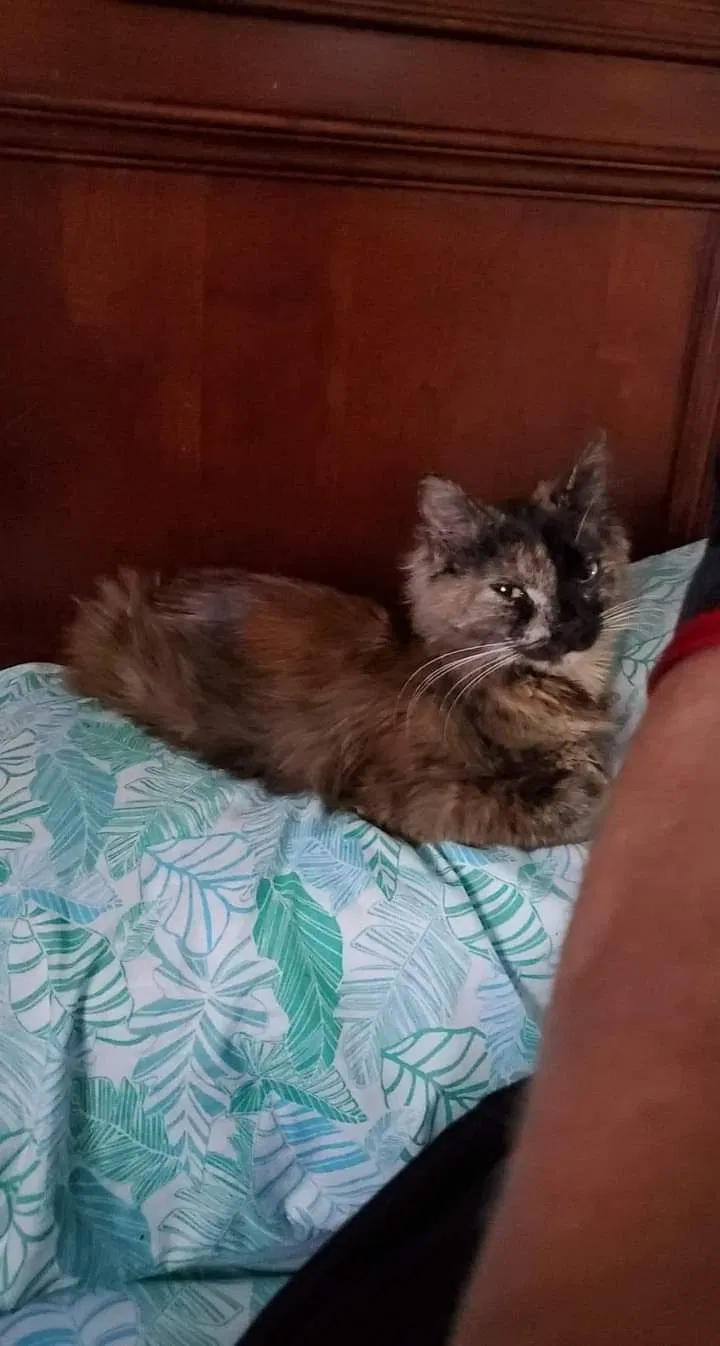 Lost cat in Kodak, TN, 37764