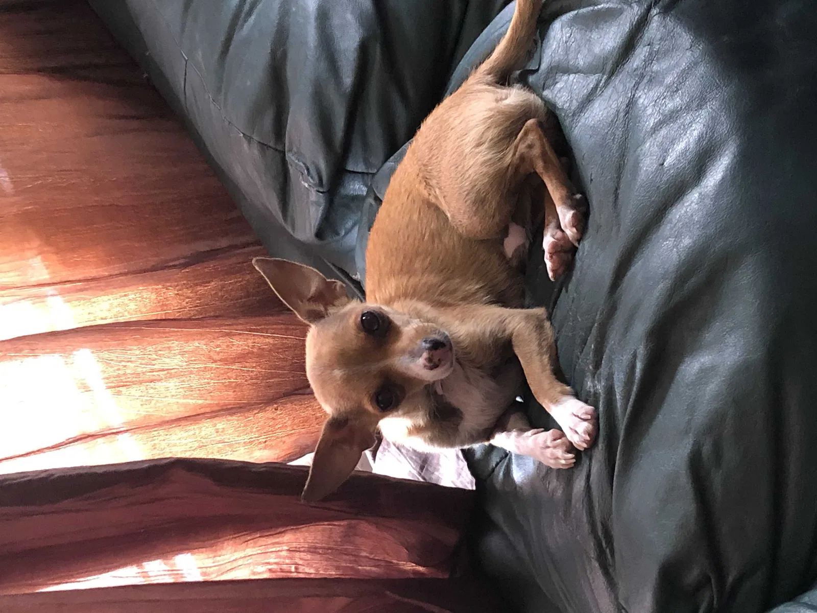 Lost dog in Colorado Springs, CO, 80906