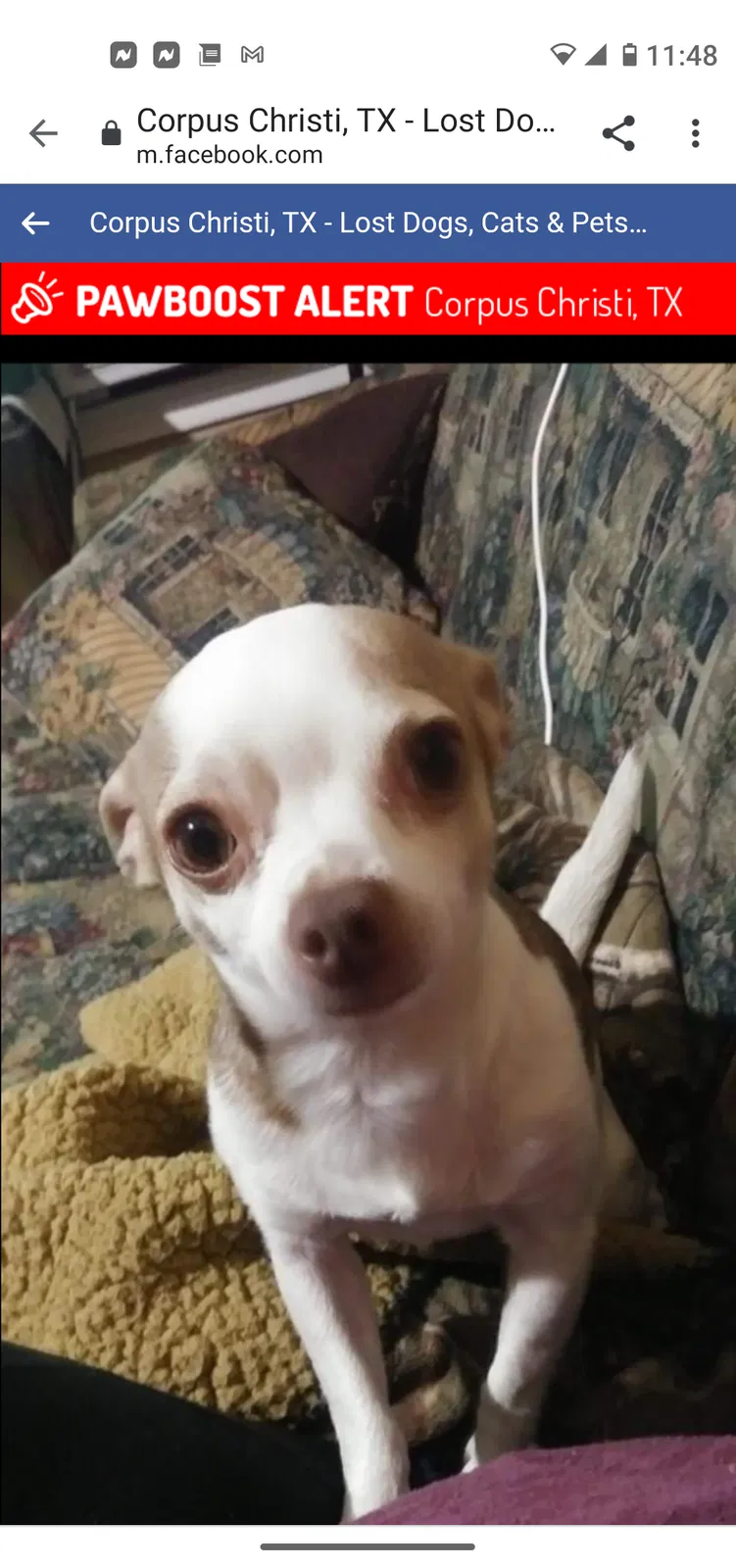 Found dog in Corpus Christi, TX, 78412