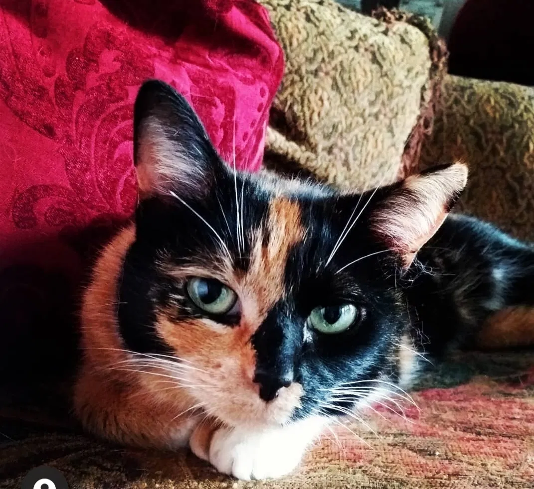 Lost cat in Corpus Christi, TX, 78414