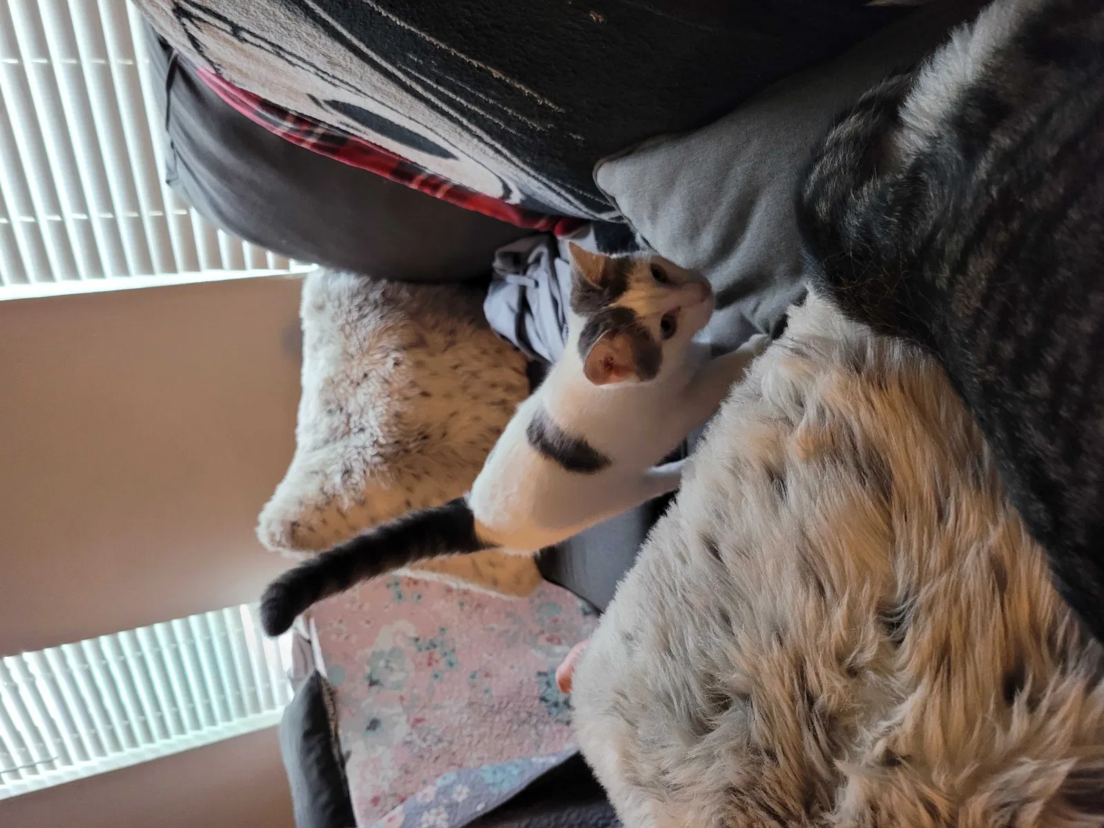 Lost cat in Garland, TX, 75040