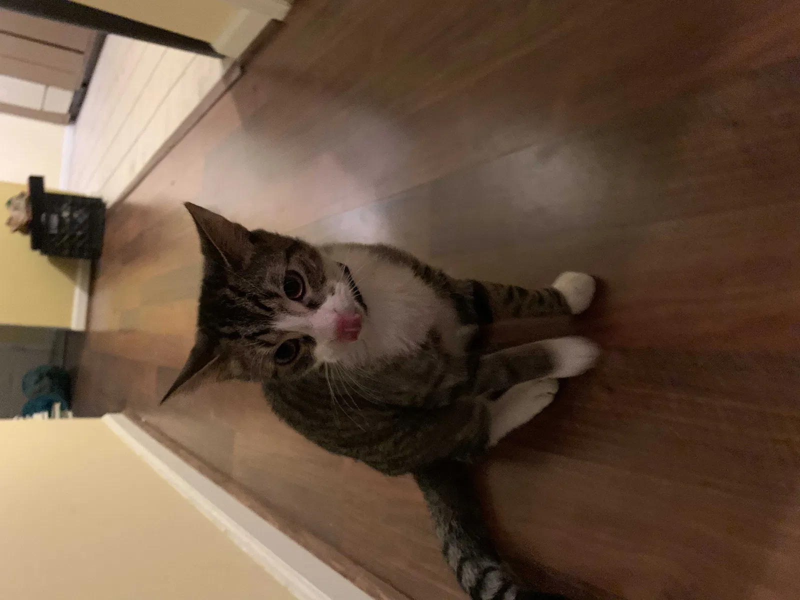 Lost cat in Greensboro, NC, 27409