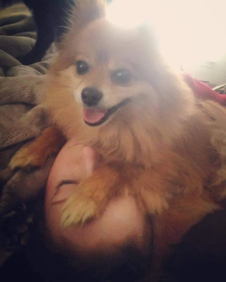 Lost dog in Lincoln, RI, 2865