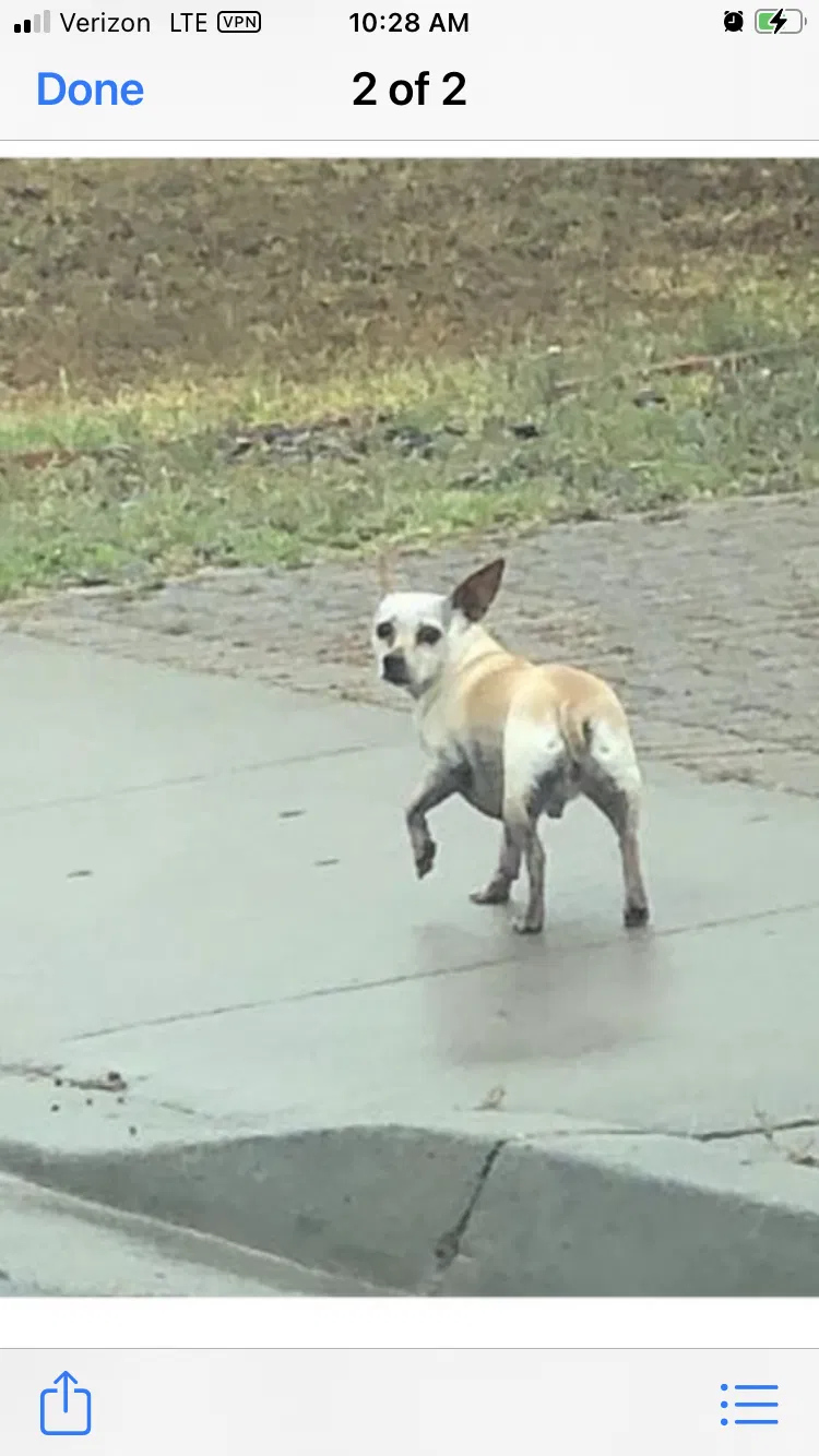 Lost dog in San Diego, CA, 92126