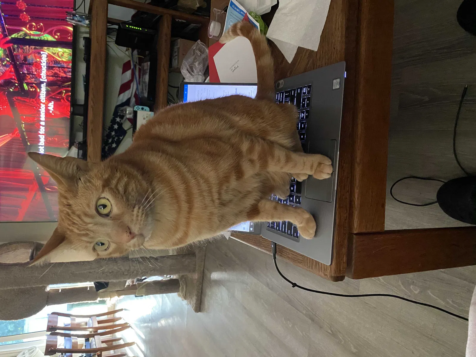 Lost cat in Yorba Linda, CA, 92887