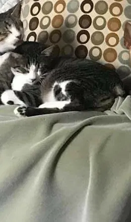 Lost cat in Wichita, KS, 67217
